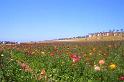 Flower Fields Carlsbad CA (42)